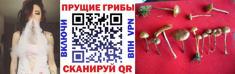 Галлюциногенные грибы Psilocybine cubensis  omg ССЫЛКА  Орск 